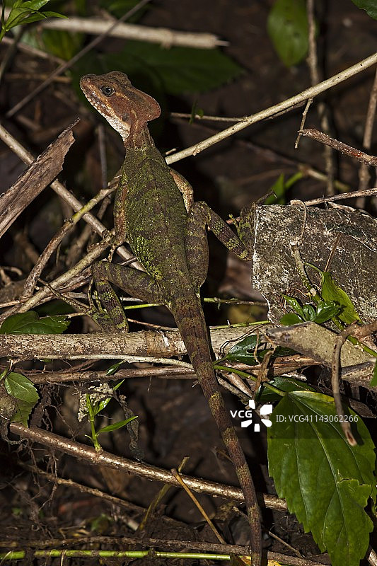 戈尔戈纳岛的蛇怪蜥蜴，哥伦比亚图片素材