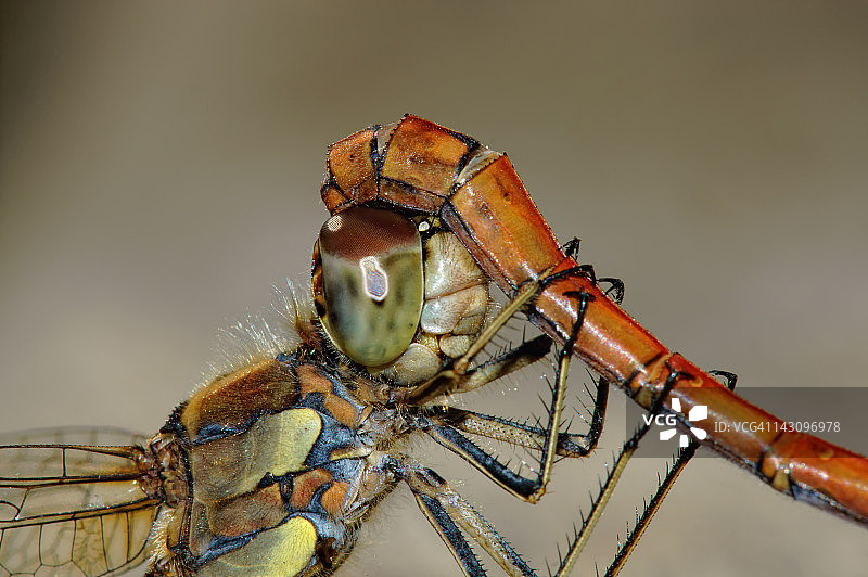 蜻蜓交配图片素材