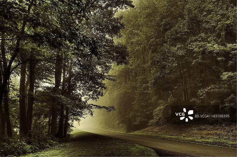 森林雾气图片素材