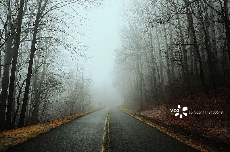 雾蒙蒙的森林图片素材