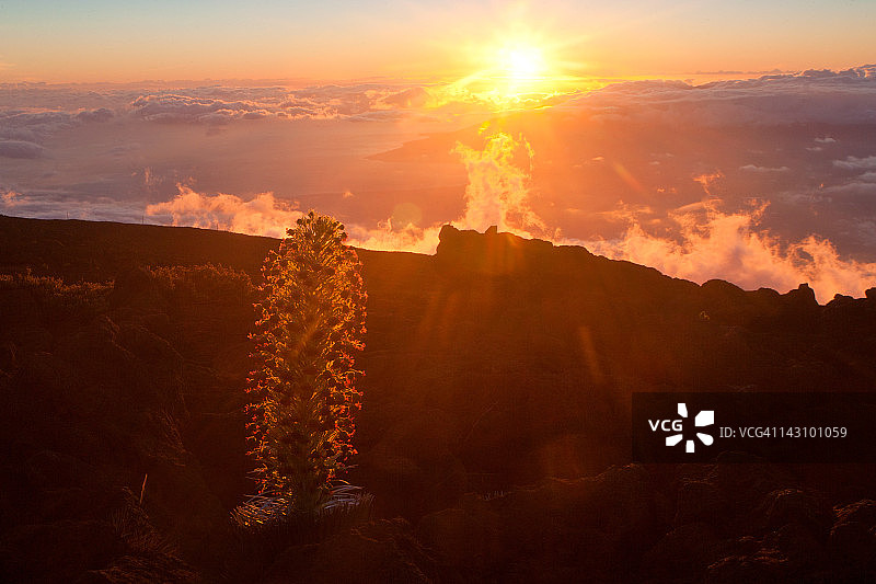 银剑本地植物图片素材