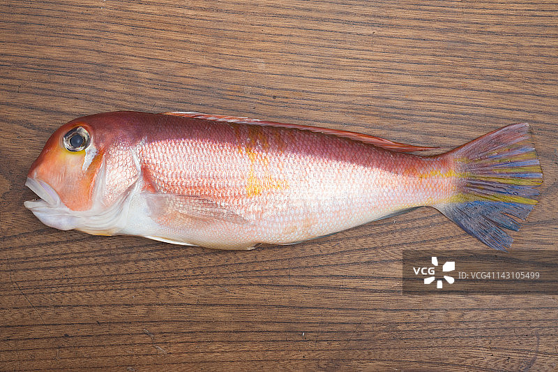 日本马头鱼图片素材