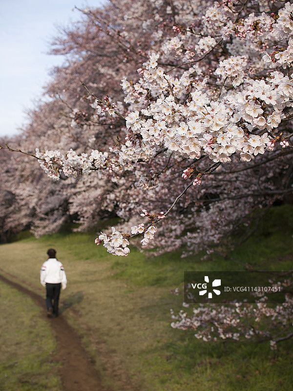 公园里的樱花图片素材