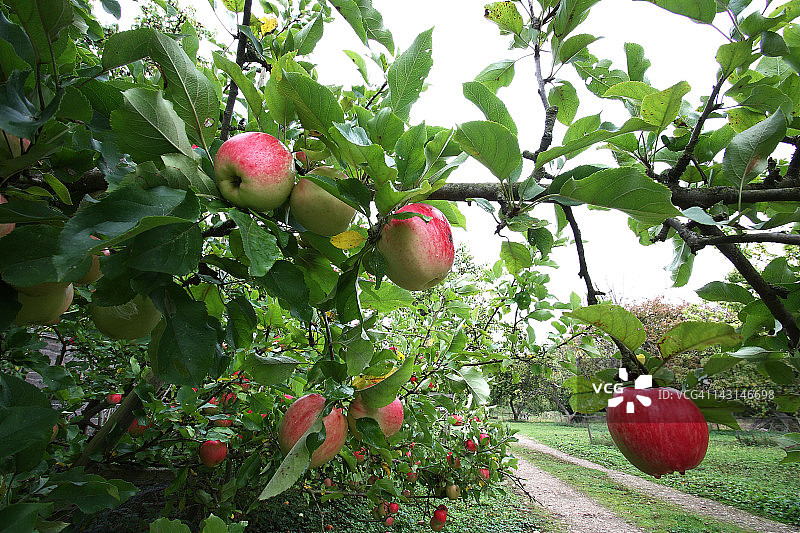 苹果树果园图片素材