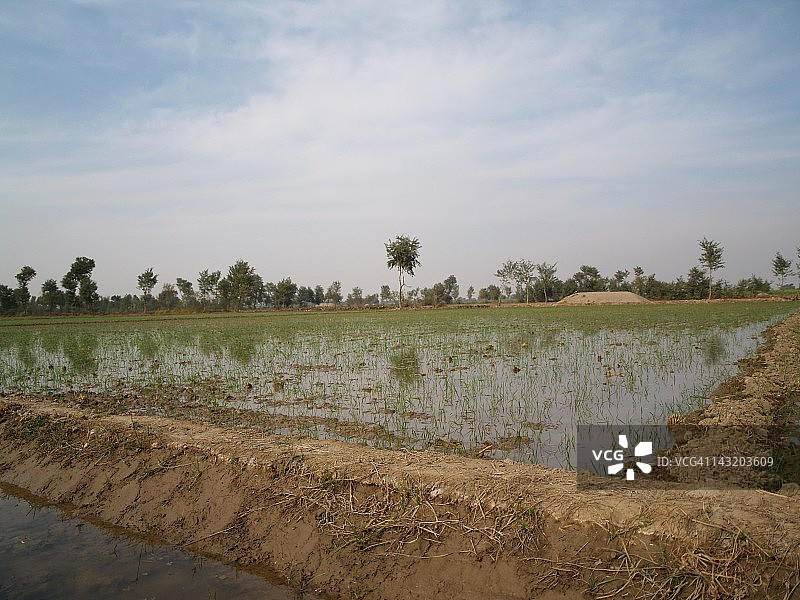 稻田图片素材