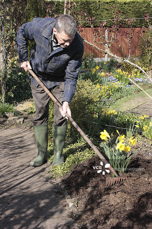 男人在英国柴郡耙花园堆肥图片素材