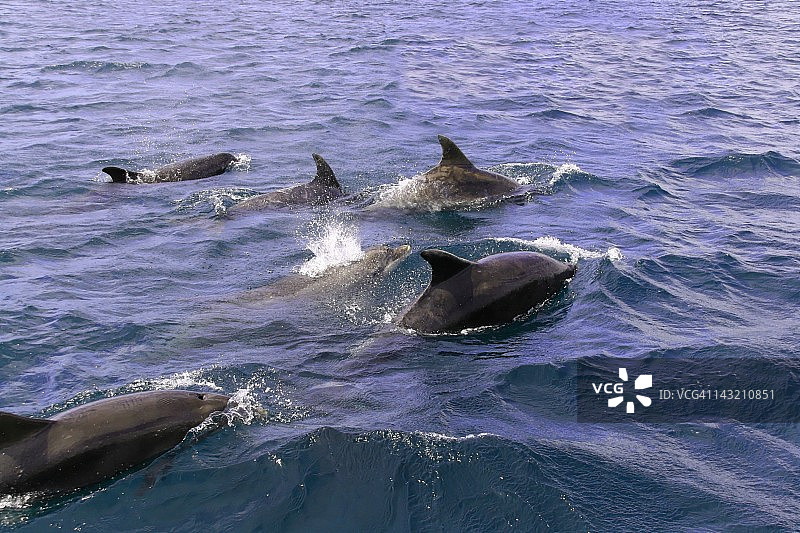 海豚群图片素材