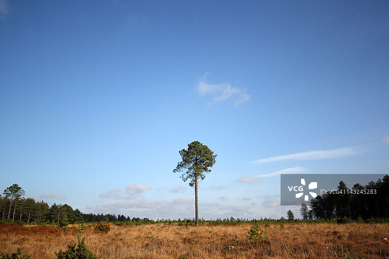 孤独的树图片素材