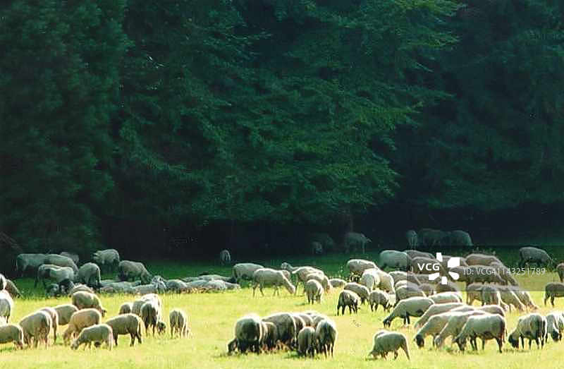 群绵羊图片素材