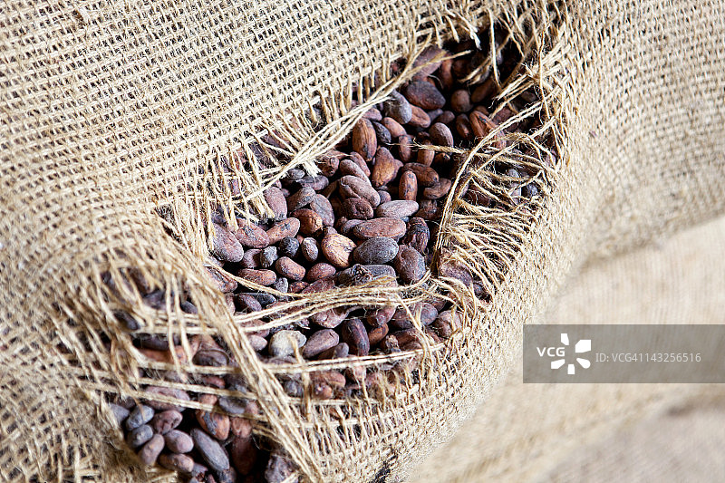 可可豆图片素材