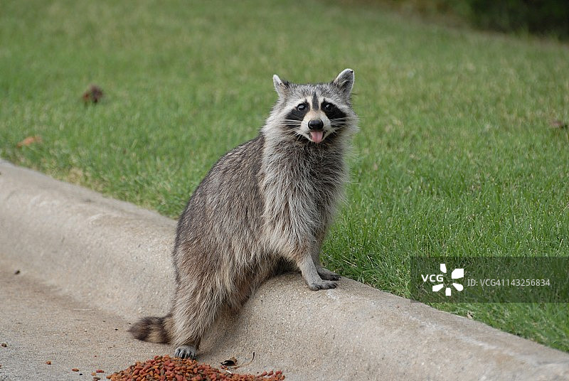 摆姿势的小浣熊图片素材