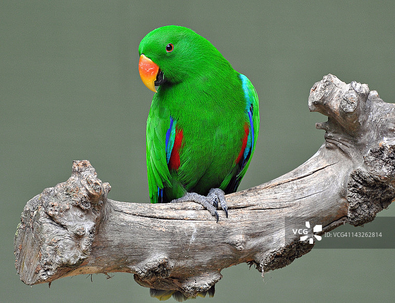 雄性折衷鹦鹉图片素材