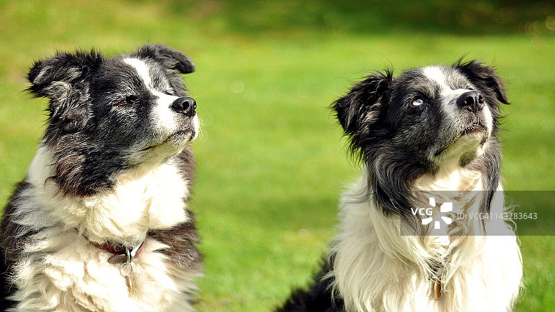 英国花园里的边境牧羊犬图片素材