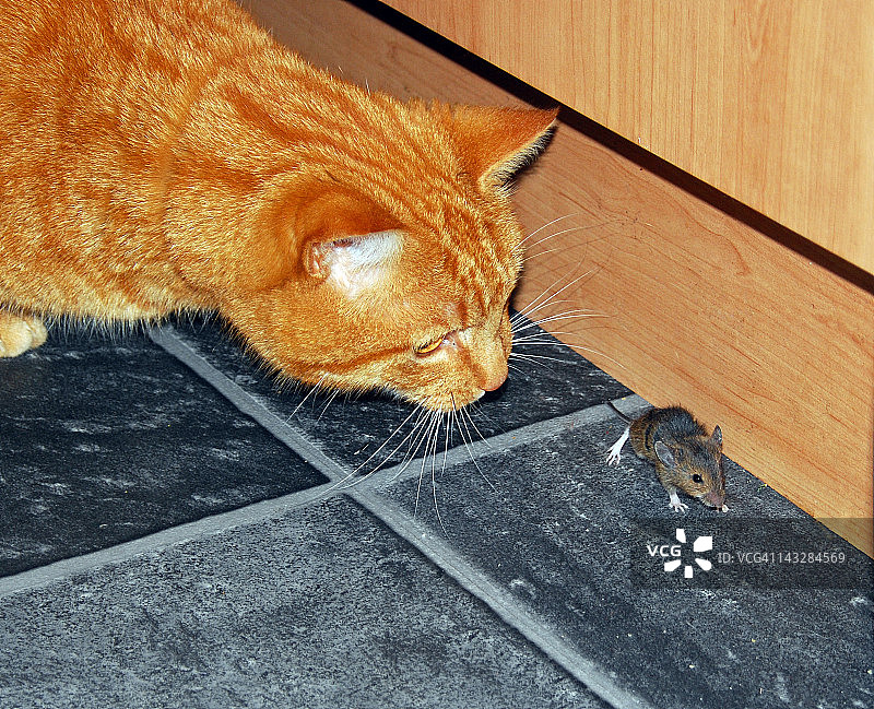 猫和老鼠图片素材