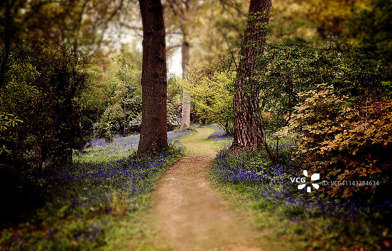 风铃草漫步图片素材