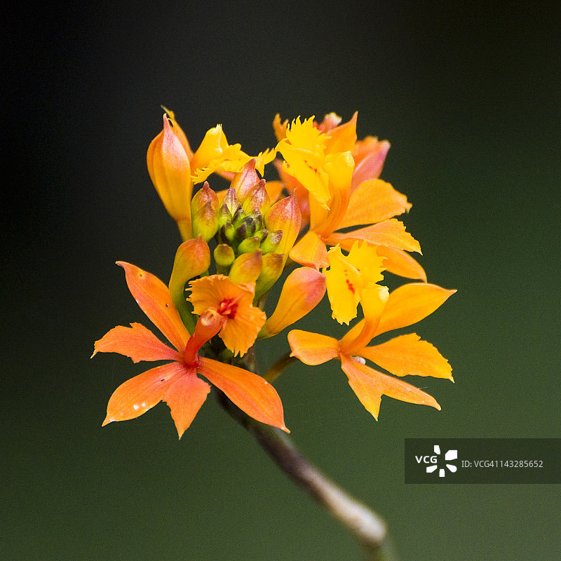 橙色树兰图片素材