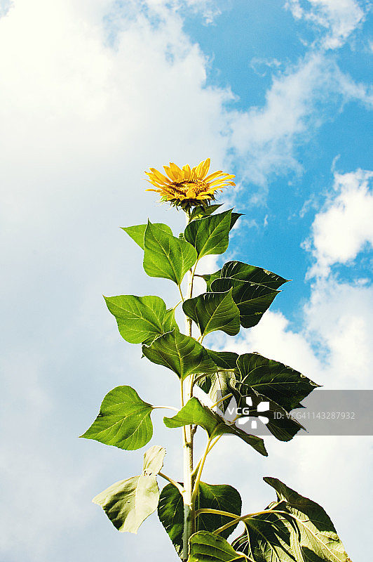 巨型向日葵图片素材