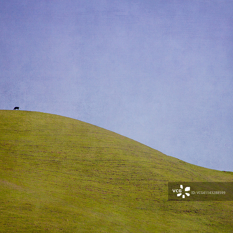 奶牛在山坡上吃草图片素材