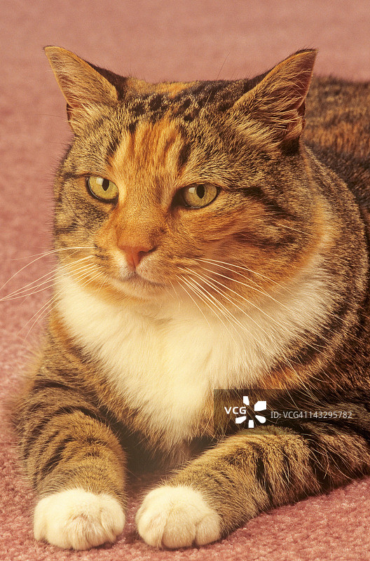 粉色地毯上的绿眼猫图片素材