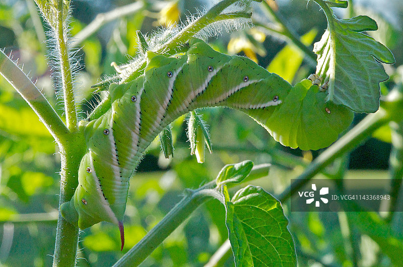 伪装的烟草天蛾图片素材