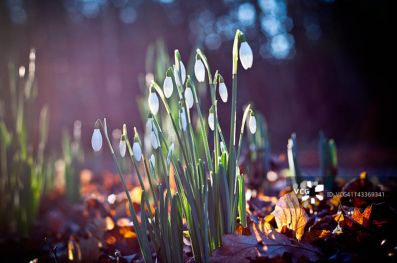 雪花莲图片素材