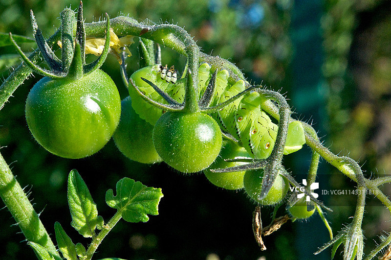 带有樱桃番茄的烟草天蛾图片素材