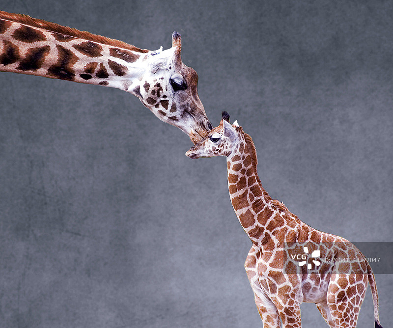 纹理背景上的母爱图片素材