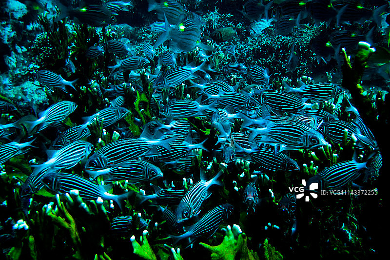 火珊瑚中的黄斑笛鲷图片素材