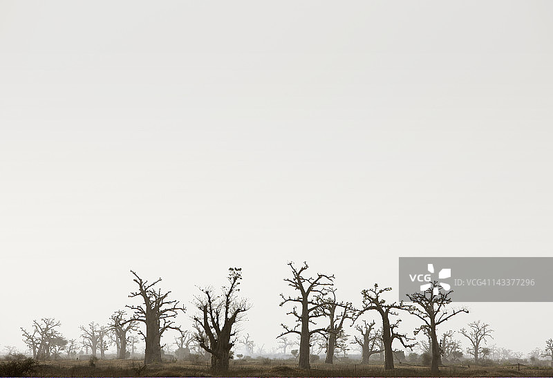 猴面包树图片素材