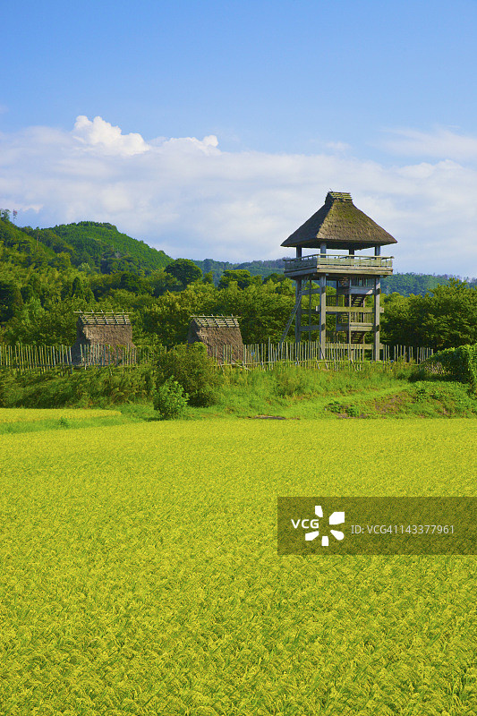 稻田遗址图片素材