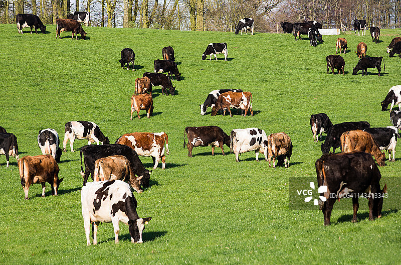 农场里吃草的奶牛图片素材