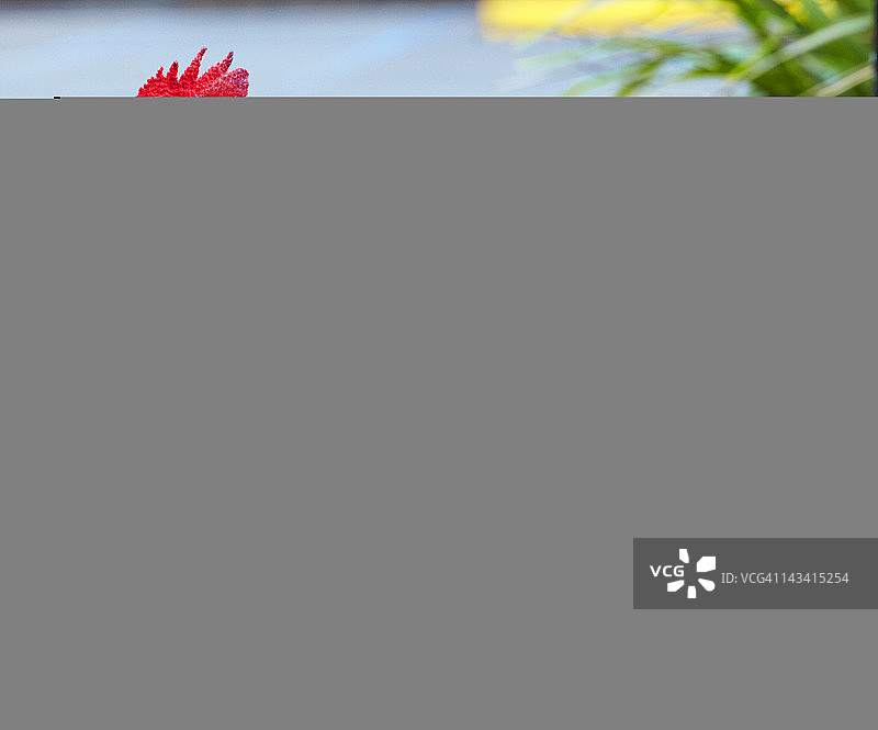 田野里的公鸡图片素材