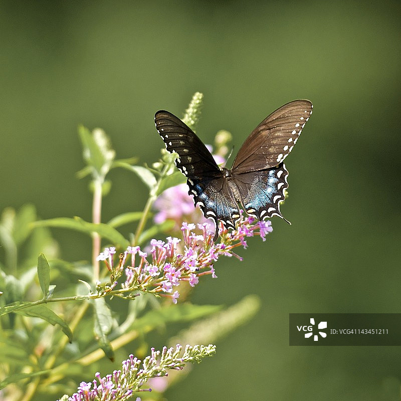樟凤蝶图片素材