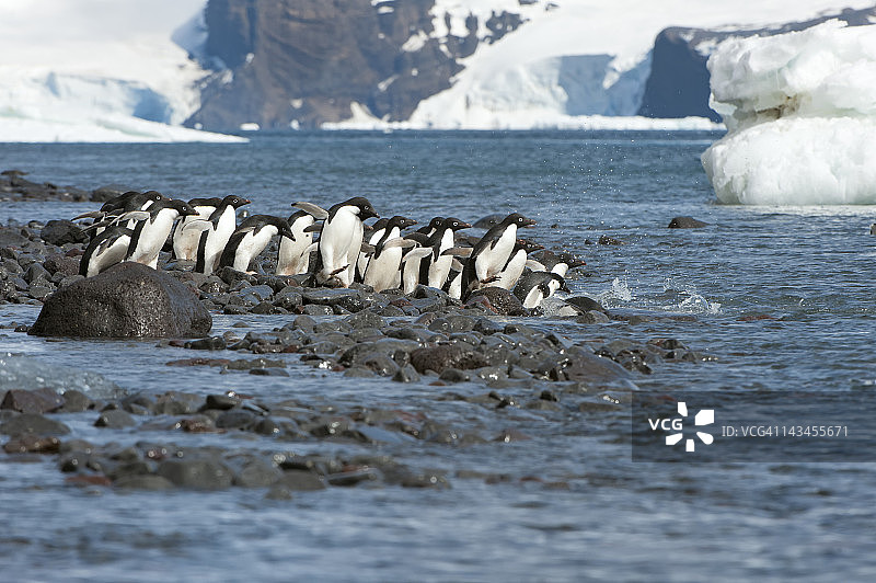 阿德利企鹅图片素材