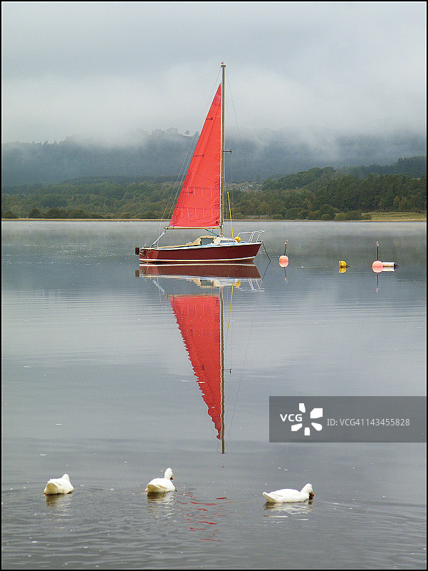 湖中的鸭子图片素材