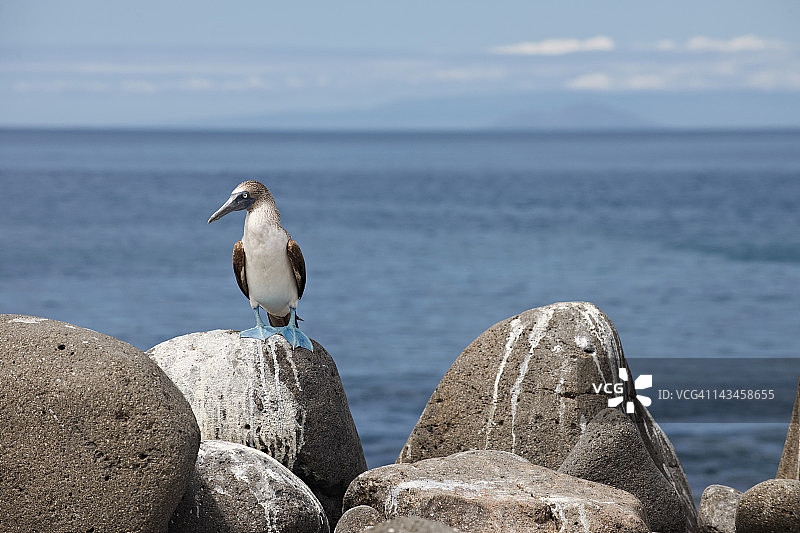 军舰鸟图片素材