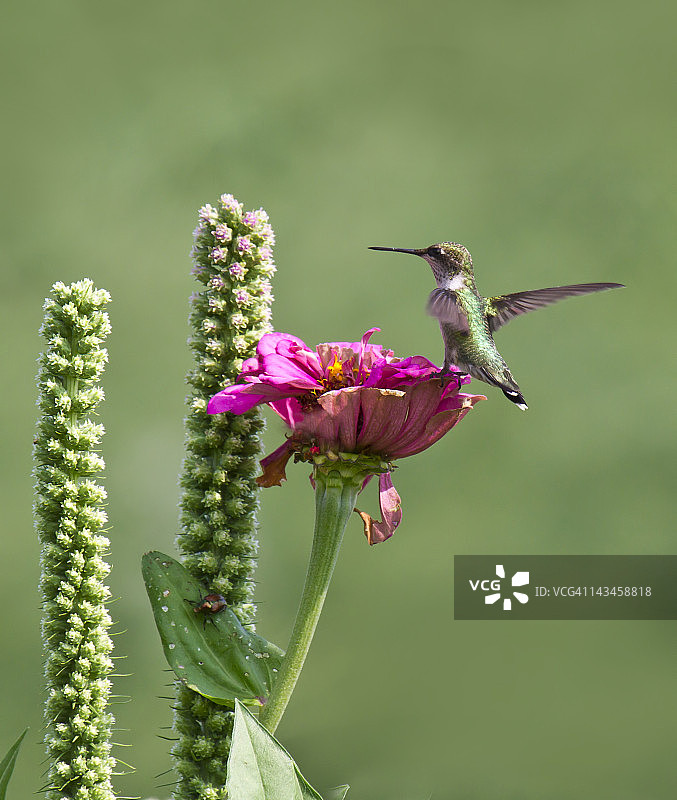 蜂鸟栖息在百日草上图片素材