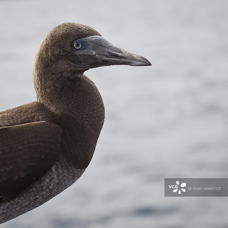 褐鲣鸟四处张望图片素材