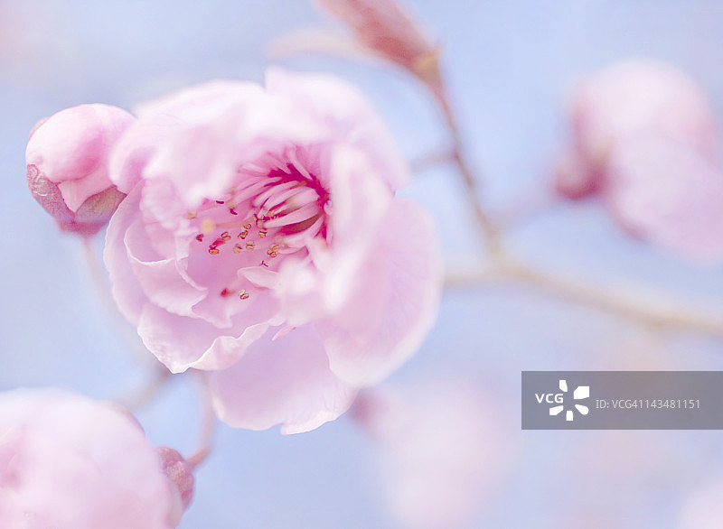 樱花树图片素材