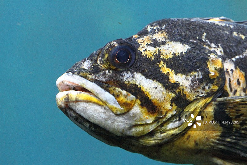 石斑鱼肖像图片素材