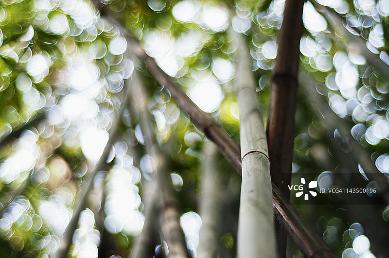 武汉植物园的竹子图片素材