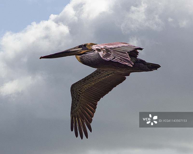 飞行中的棕色鹈鹕图片素材