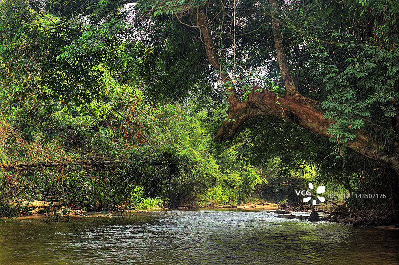 丛林中的河流图片素材