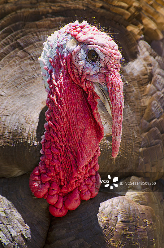 波旁红火鸡图片素材
