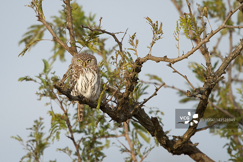 一只珍珠斑小鸮栖息在树上图片素材