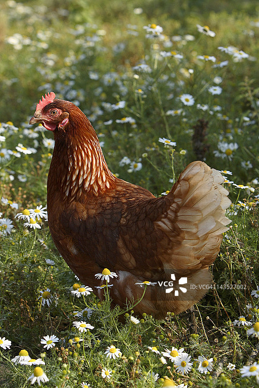 田野里的待产母鸡图片素材