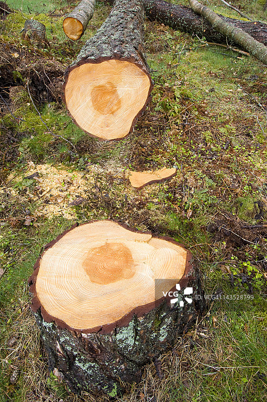 林业 - 砍伐的苏格兰松树图片素材