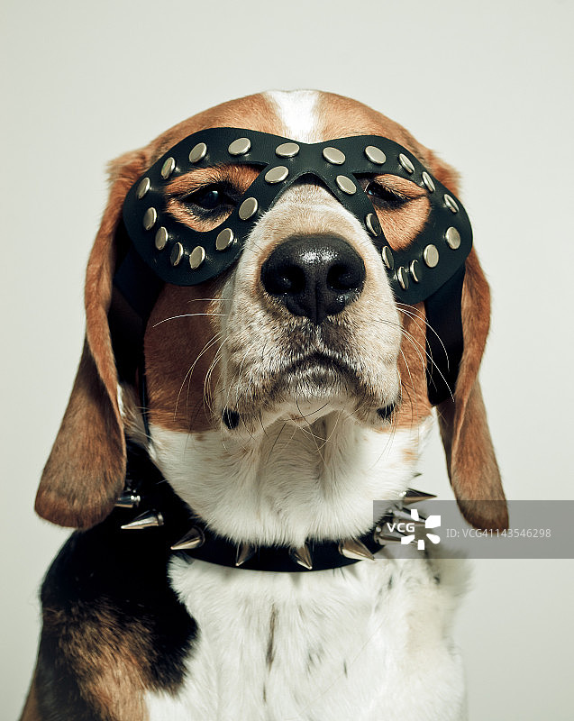 戴着黑色面具的猎犬图片素材