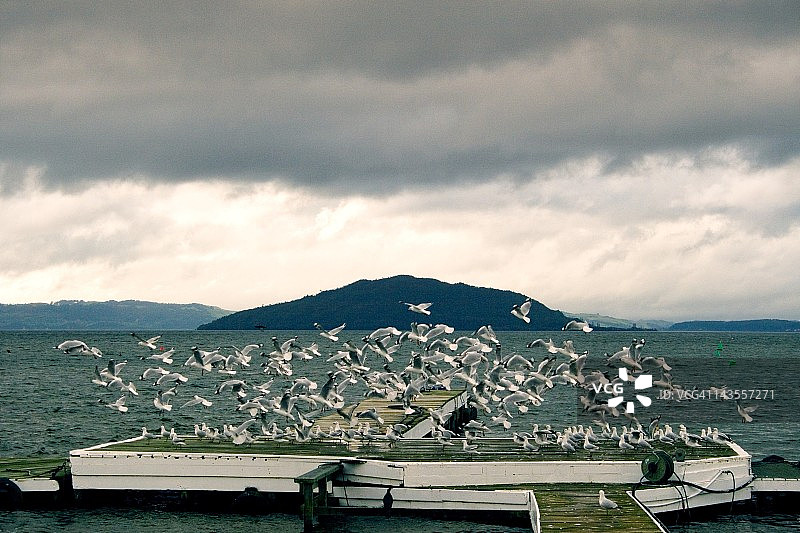 海鸥图片素材