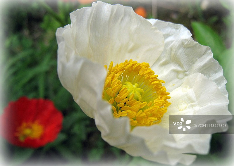 白色罂粟花图片素材